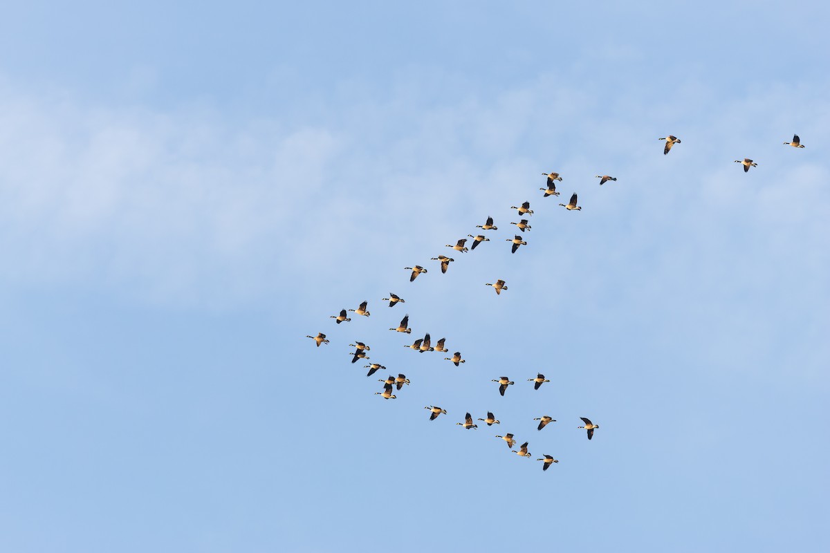 berneška velká - ML646255535