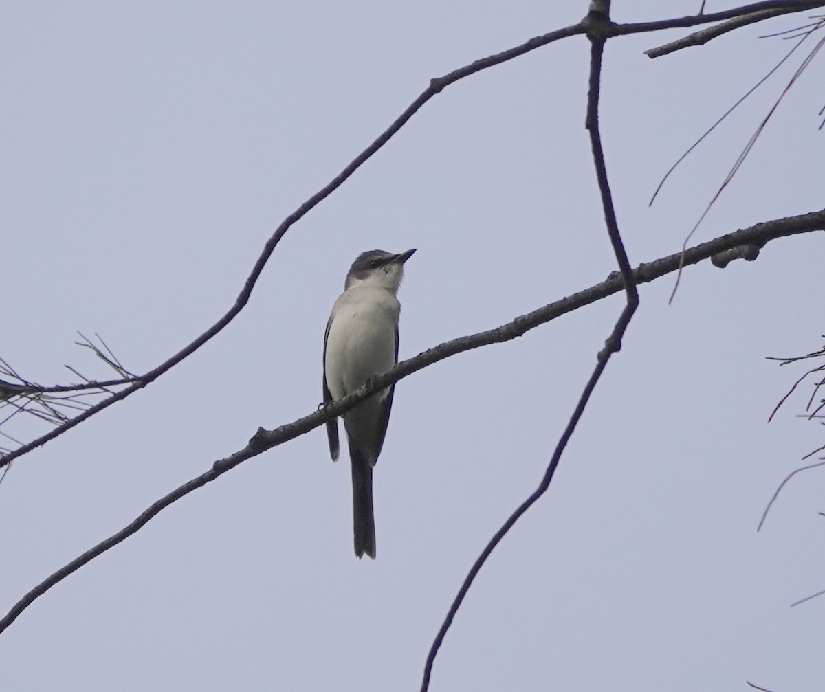 サンショウクイ - ML646255539