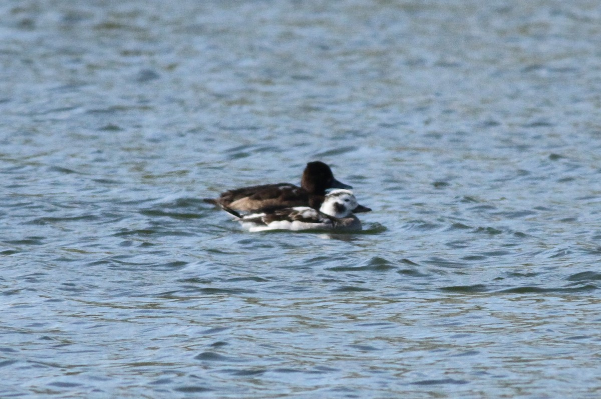 Long-tailed Duck - ML646255541