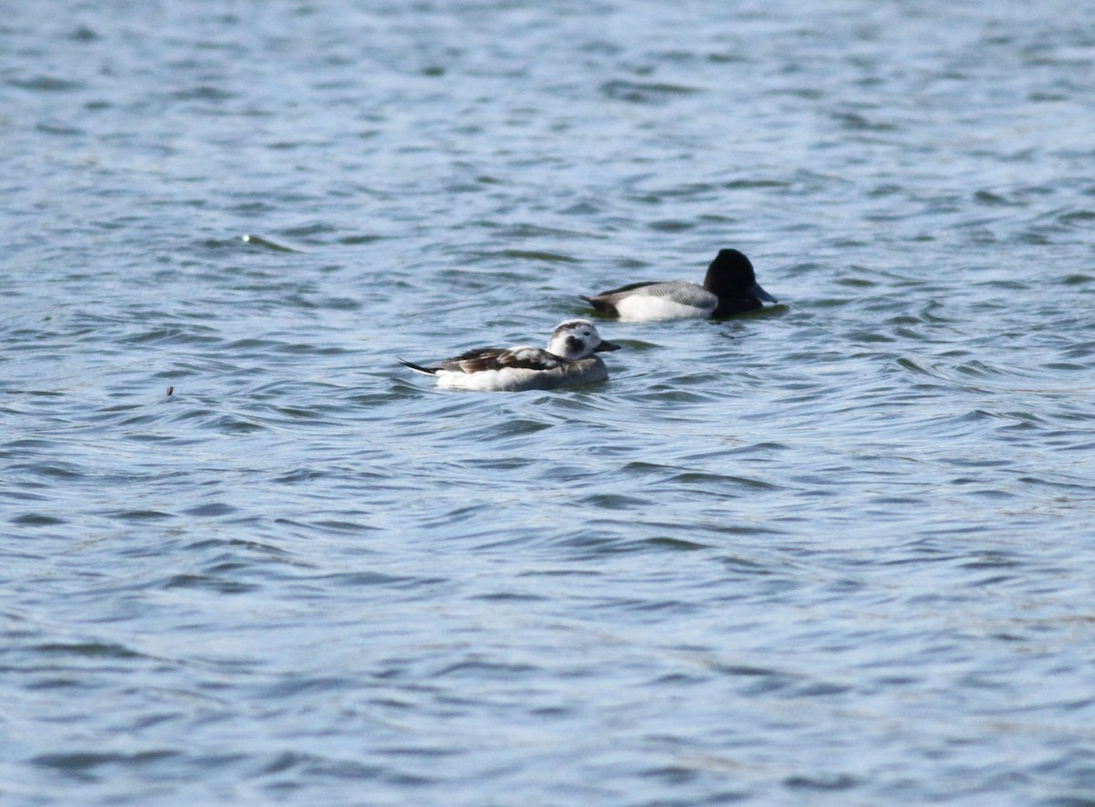 Long-tailed Duck - ML646255544