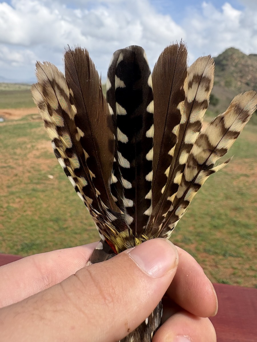 D'Arnaud's Barbet - ML646255548