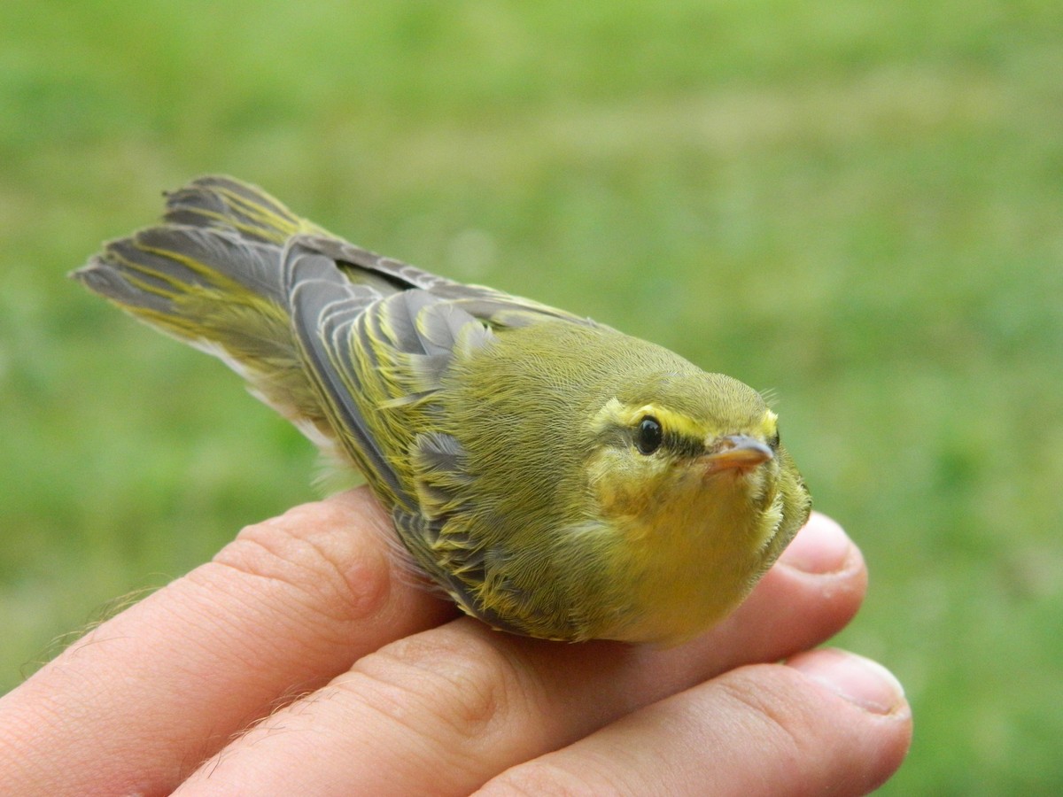 Wood Warbler - ML646255552