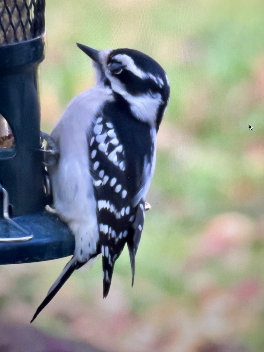 Downy Woodpecker - ML646255557