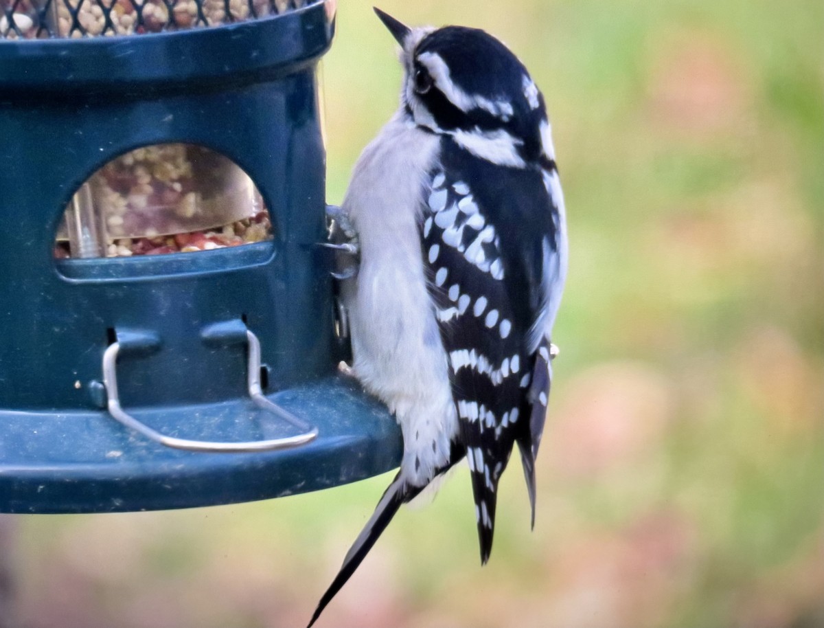 Downy Woodpecker - ML646255558