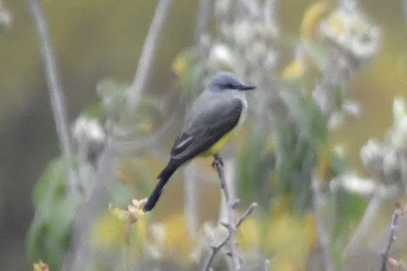 Tirano Occidental - ML646255559