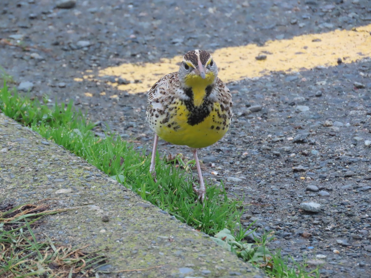 ニシマキバドリ - ML646255562