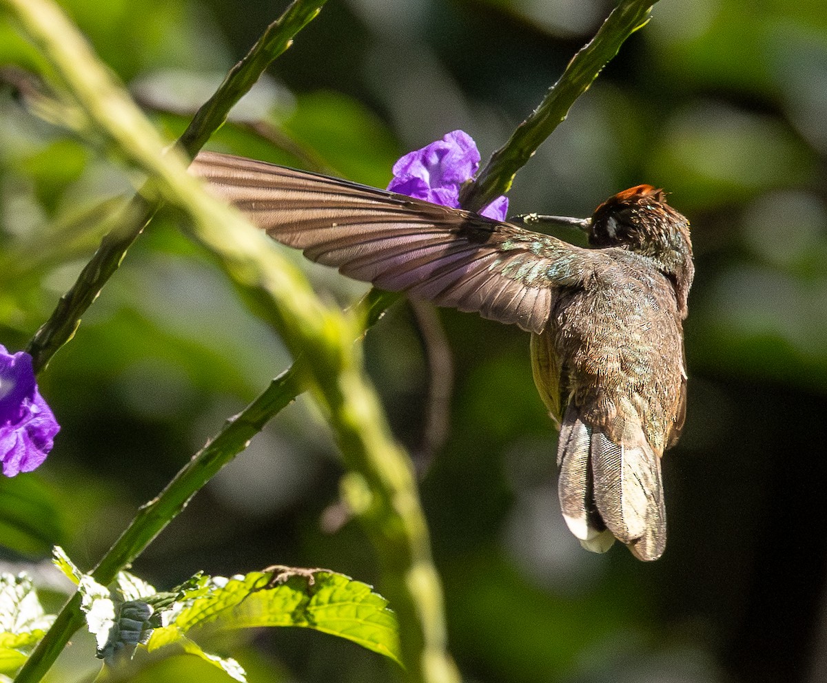 Tolima Blossomcrown - ML646255570