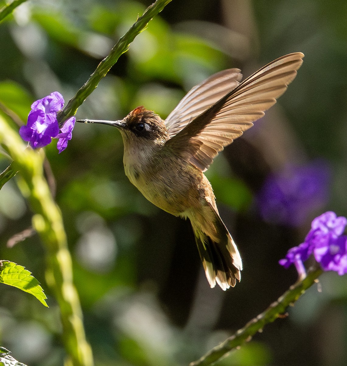 Tolima Blossomcrown - ML646255571