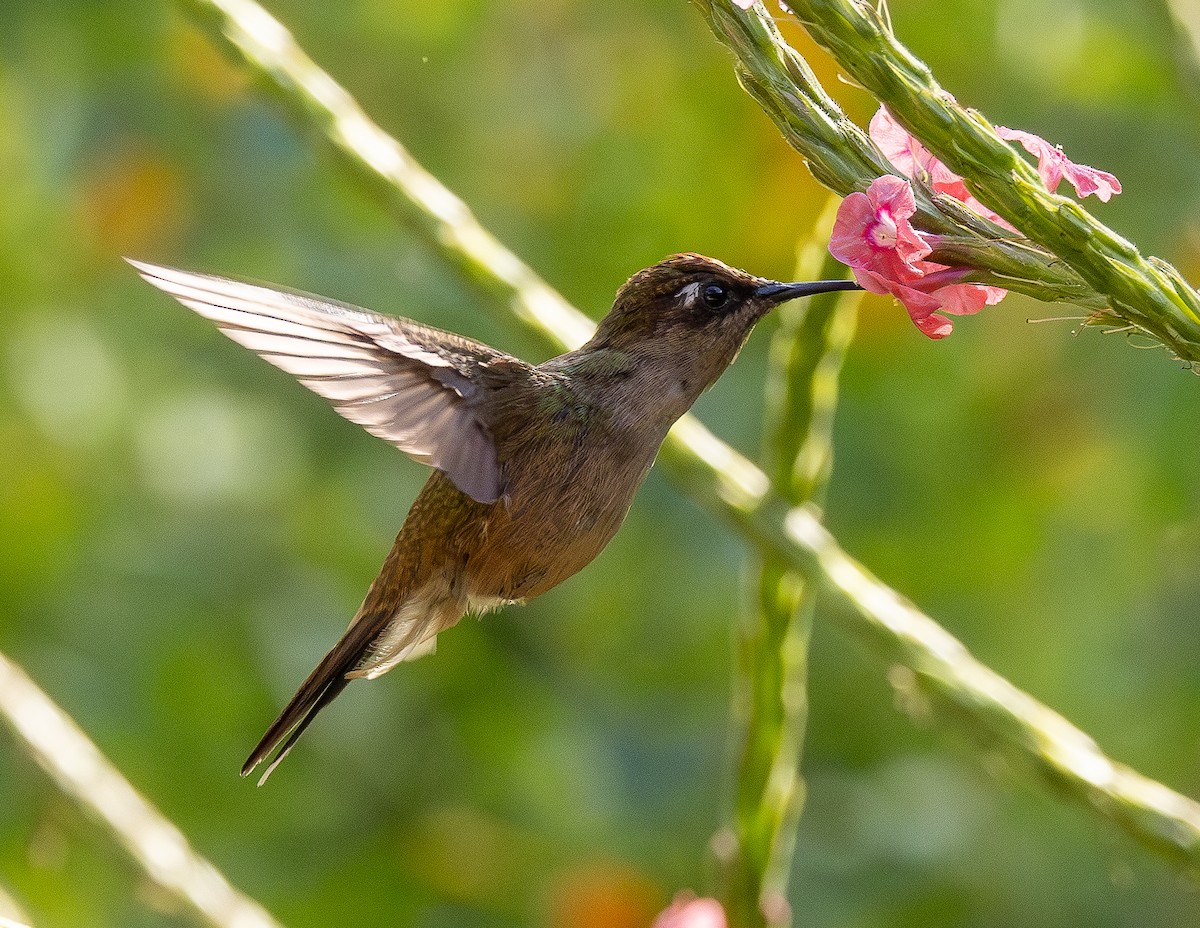 Tolima Blossomcrown - ML646255572
