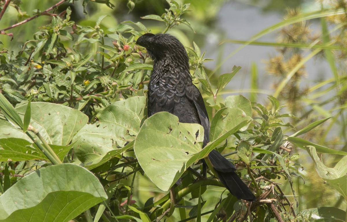 Ані товстодзьобий - ML646255573