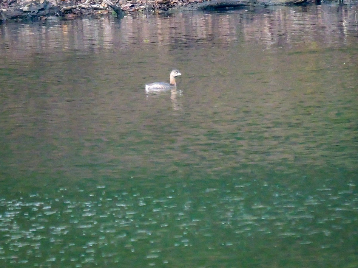 Pied-billed Grebe - ML646255575