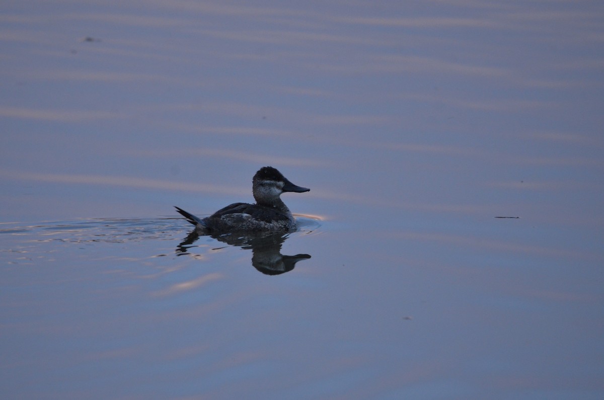 Amerika Dikkuyruğu - ML646255579