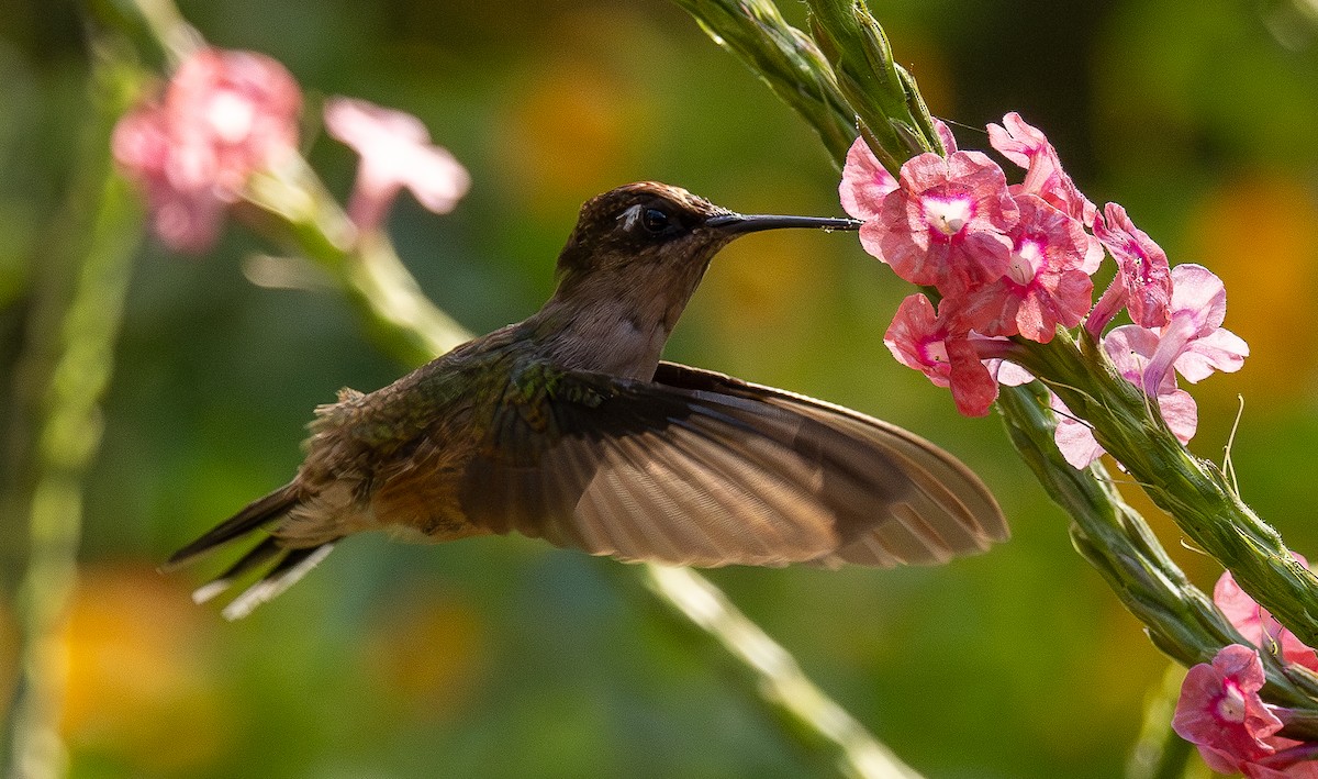 Tolima Blossomcrown - ML646255581
