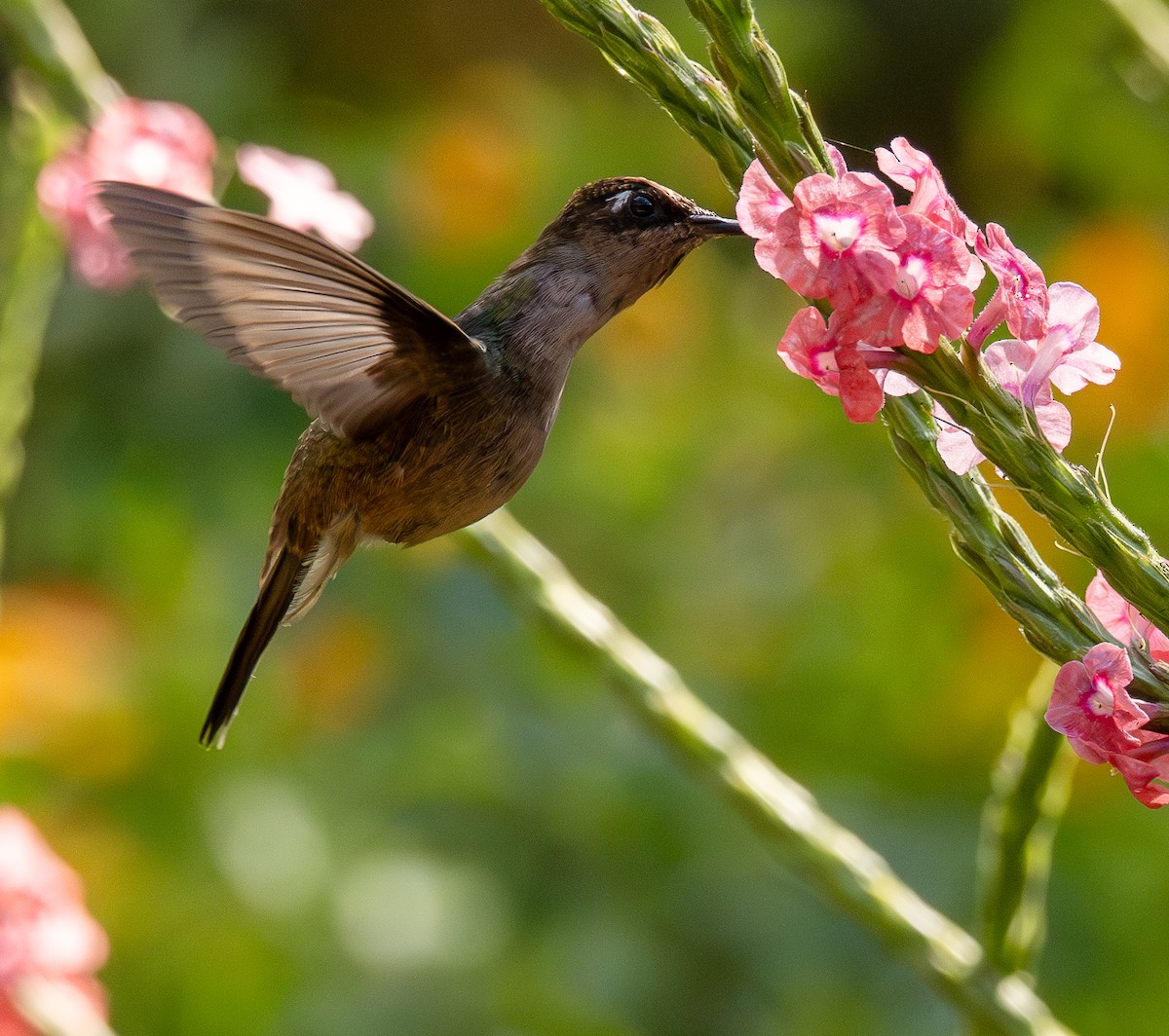Tolima Blossomcrown - ML646255582
