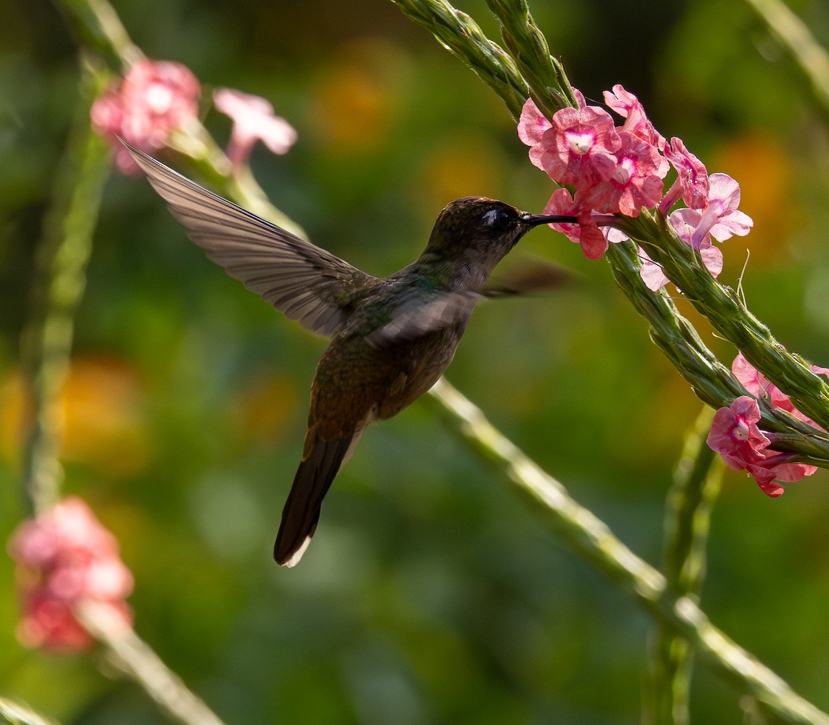 Tolima Blossomcrown - ML646255583