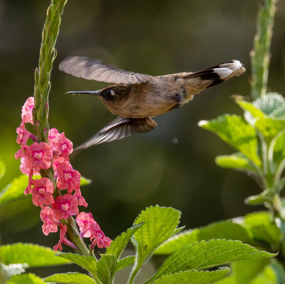 Tolima Blossomcrown - ML646255584