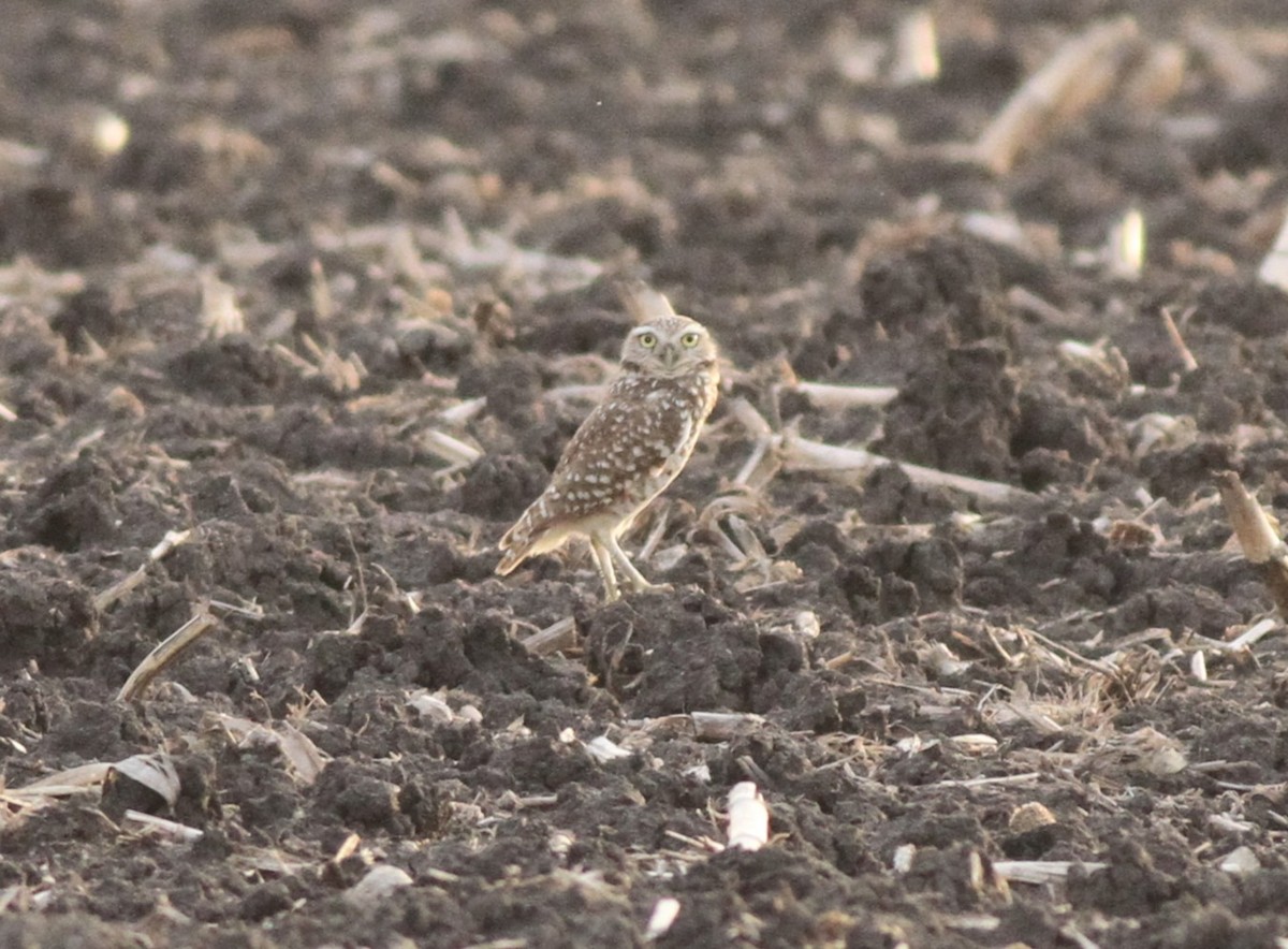 Burrowing Owl - ML646255585
