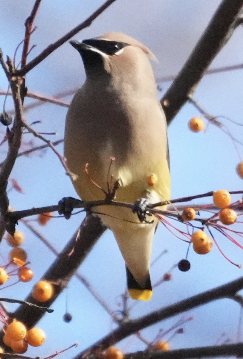 ヒメレンジャク - ML646255586