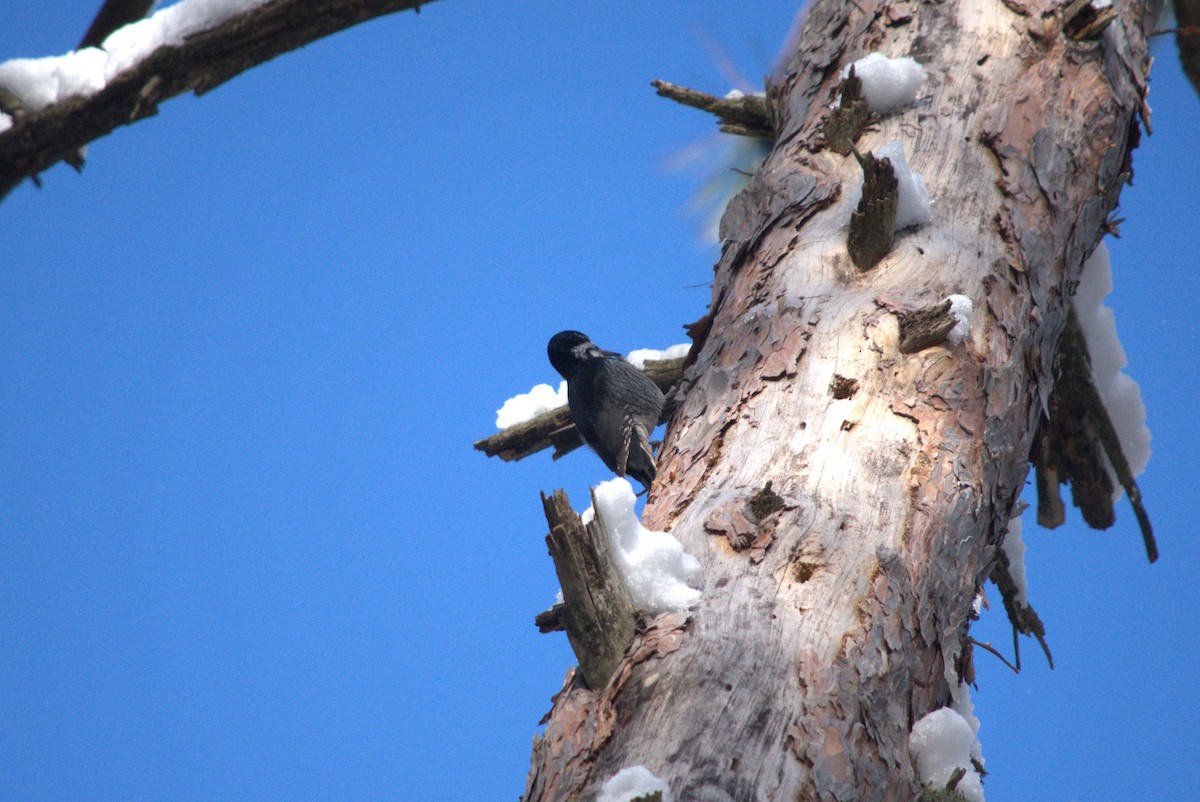 Black-backed Woodpecker - Olivia Maillet