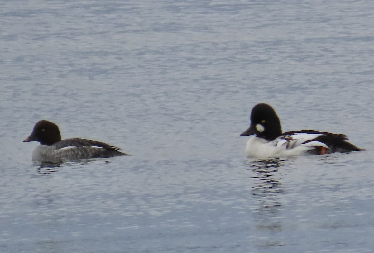 Common Goldeneye - ML646255592