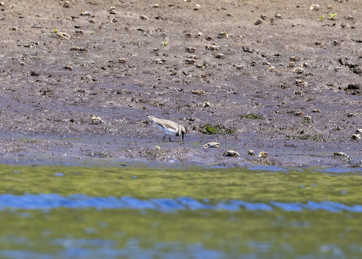 ミズカキチドリ - ML646255603