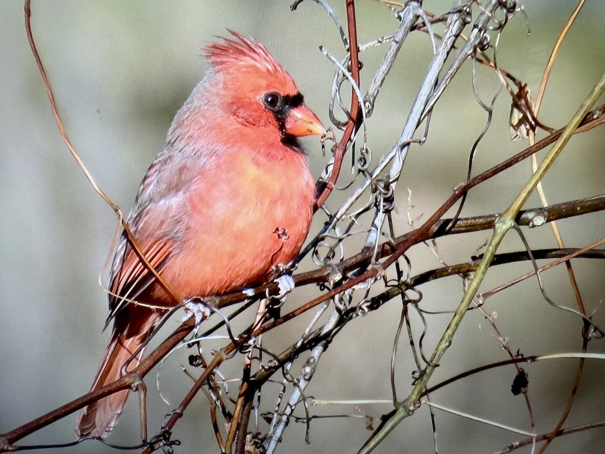 Northern Cardinal - ML646255605