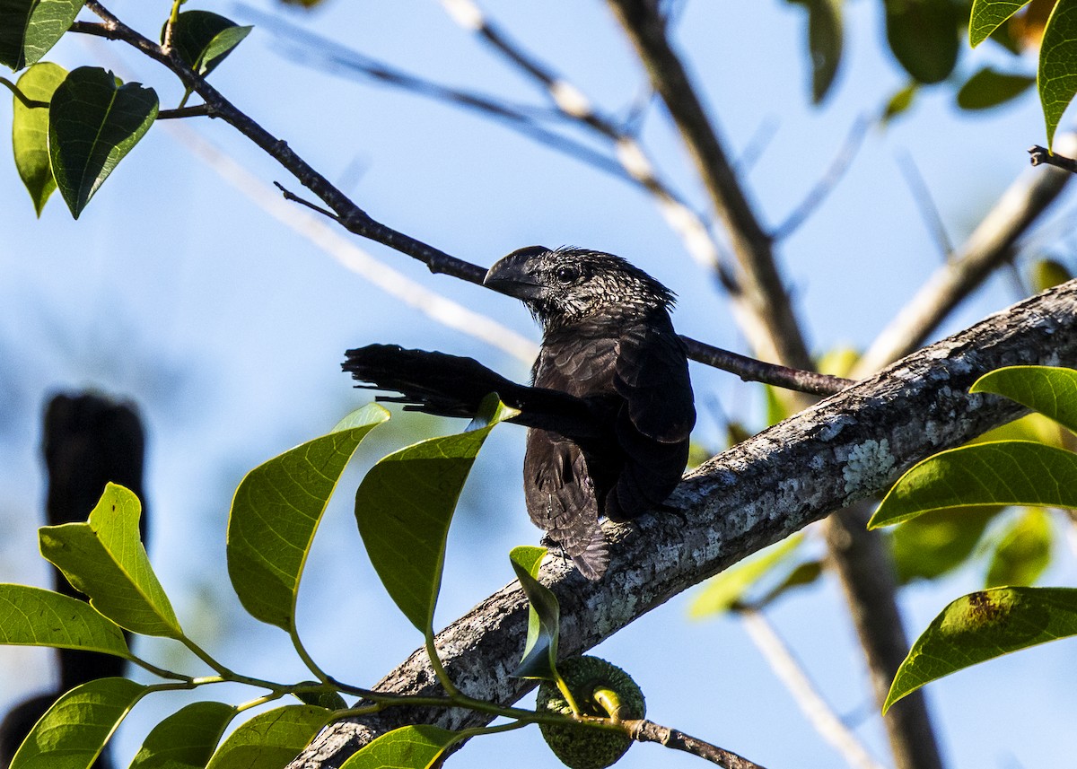 Ані товстодзьобий - ML646255606
