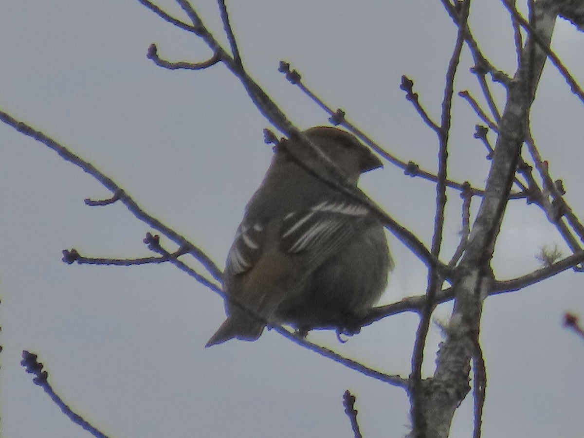Pine Grosbeak - ML646255608