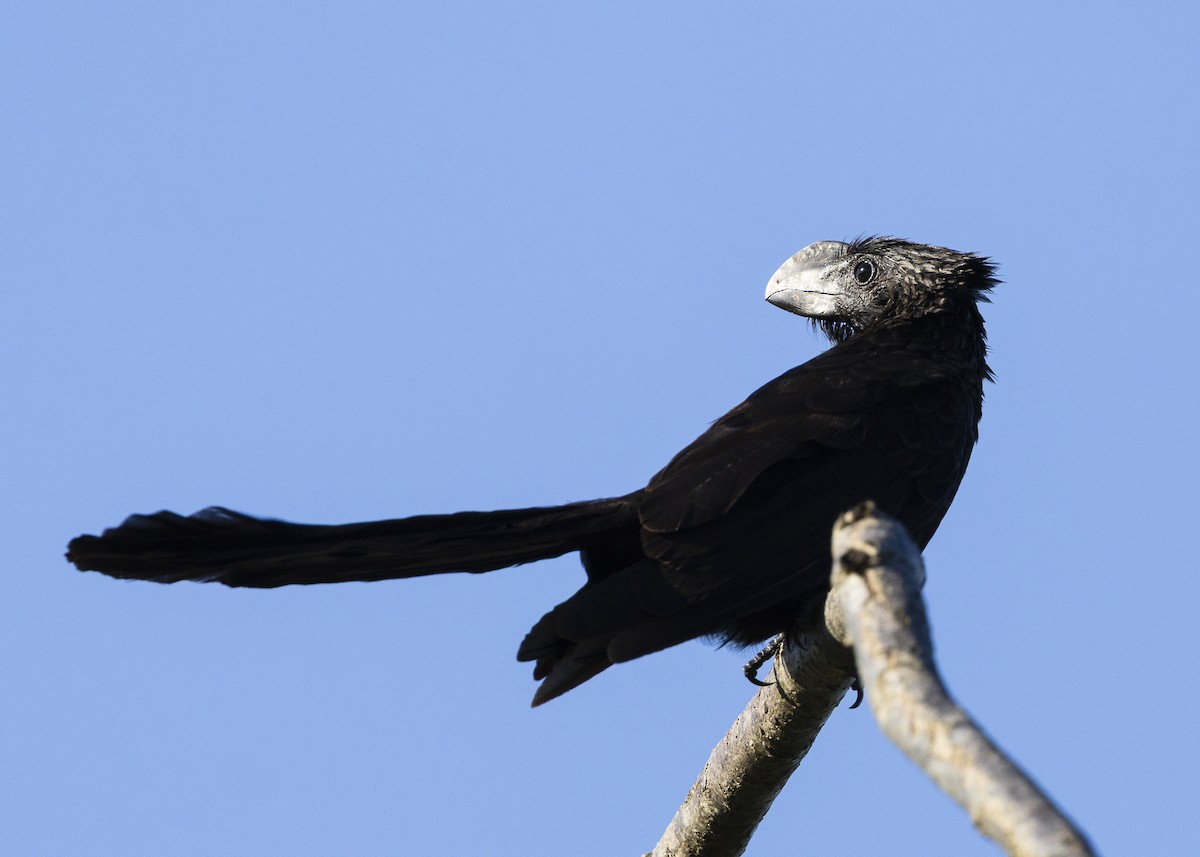 Ані товстодзьобий - ML646255609