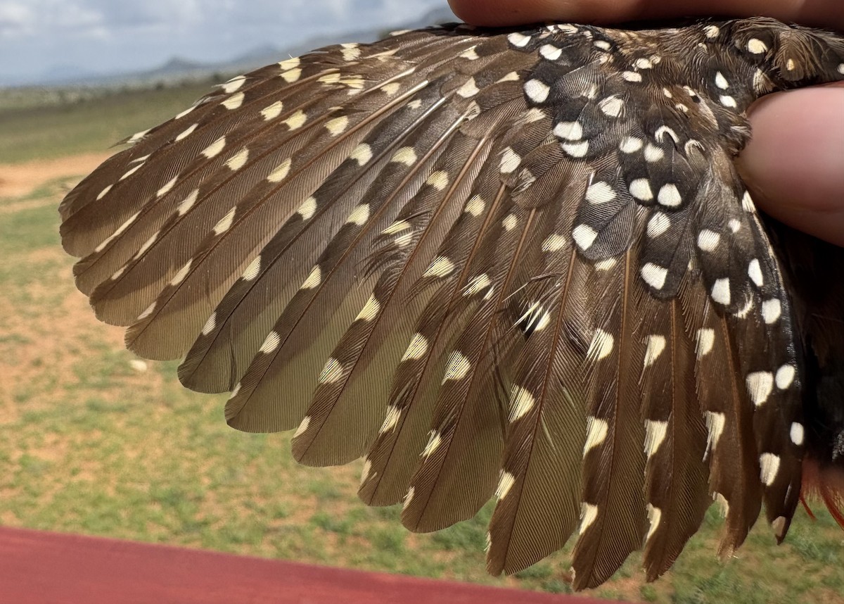 D'Arnaud's Barbet - ML646255612