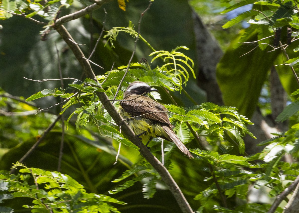 Sosyal Tiran - ML646255616