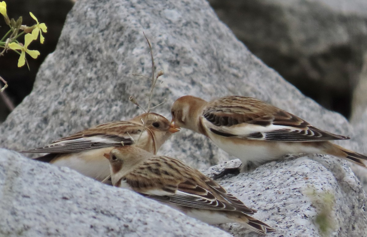 Snow Bunting - ML646255618