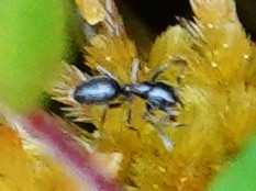 動物界 - ML646255621