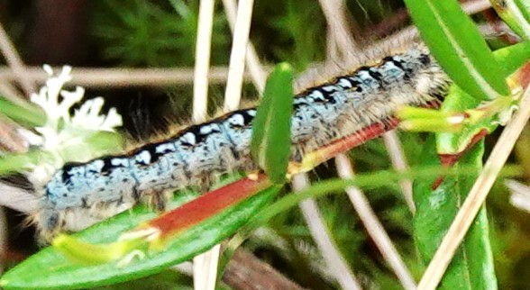 動物界 - ML646255622