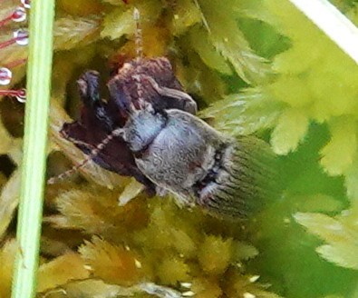 動物界 - ML646255623