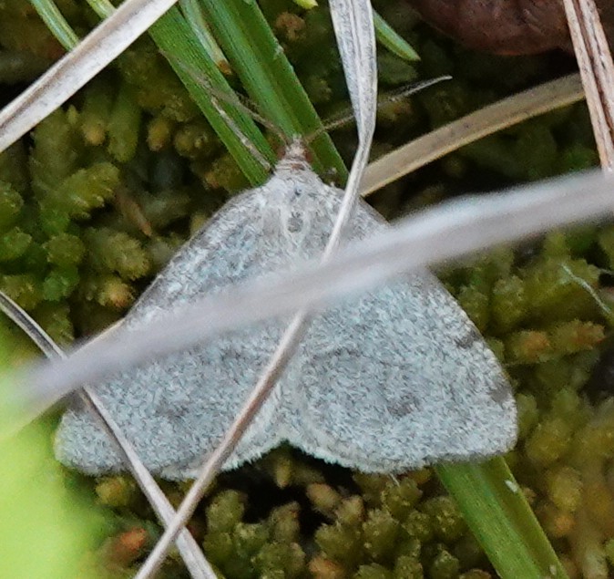 動物界 - ML646255624