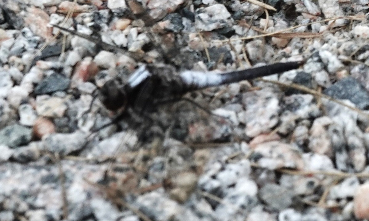 Chalk-fronted Corporal - ML646255625