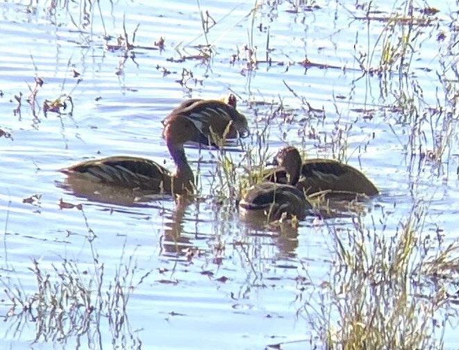 Fulvous Whistling-Duck - ML646255633