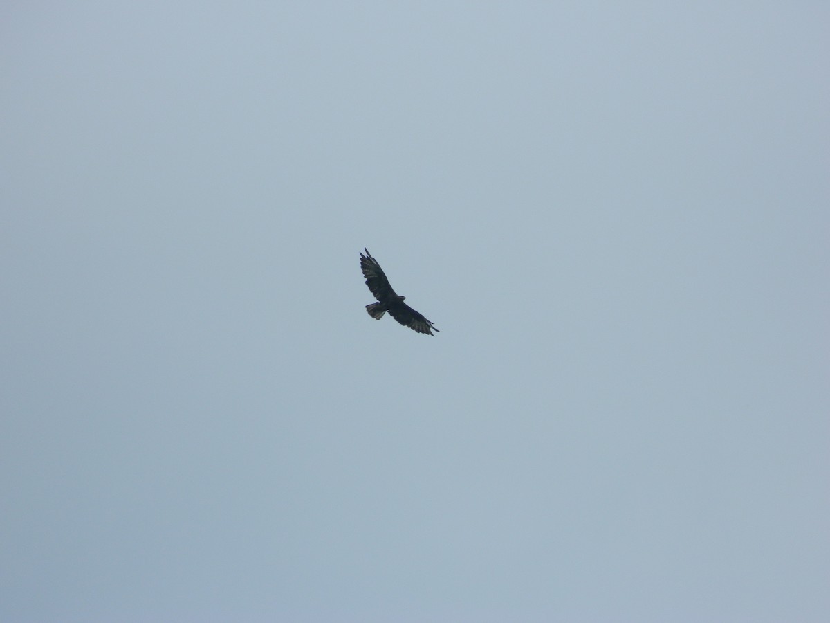 Lesser Spotted Eagle - ML646255635