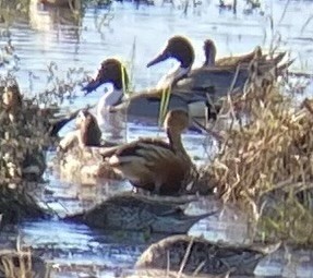 Fulvous Whistling-Duck - ML646255636
