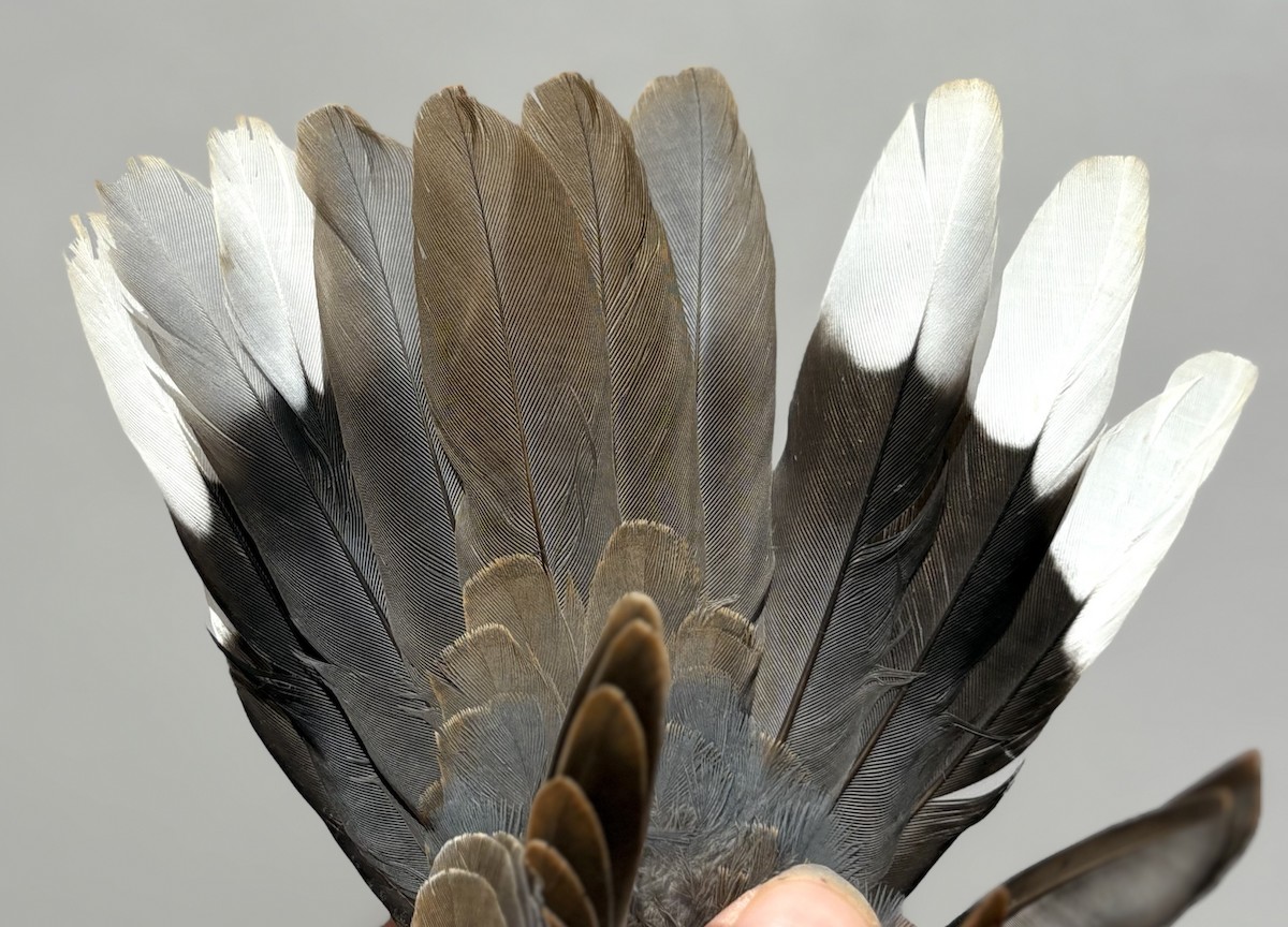 Laughing Dove - ML646255638