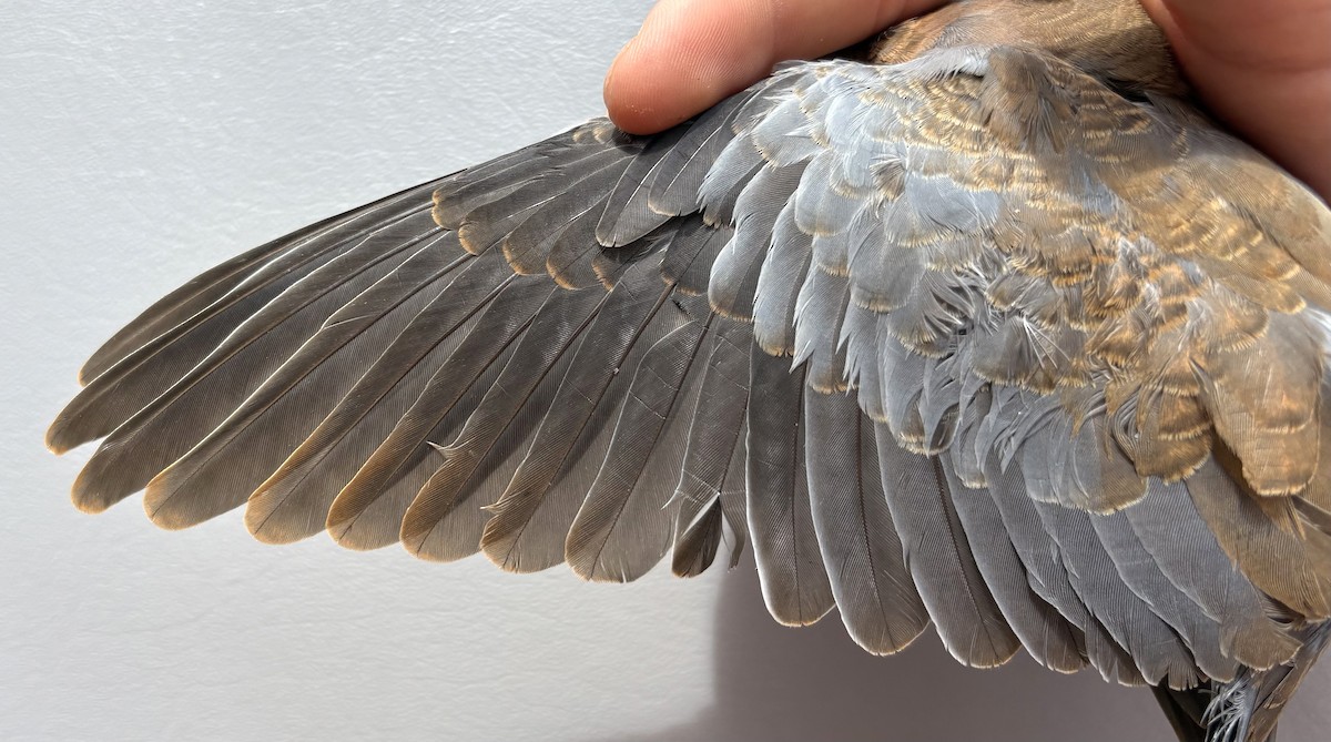 Laughing Dove - ML646255639