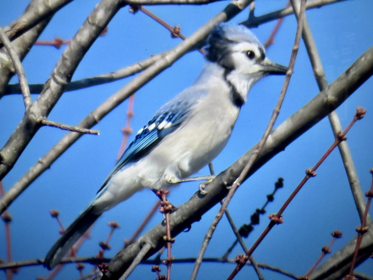 Blue Jay - ML646255642