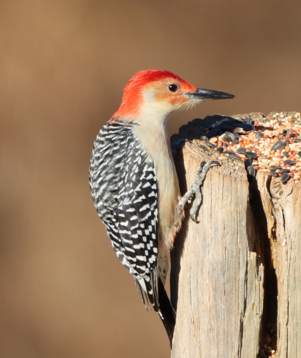 Red-bellied Woodpecker - ML646255643