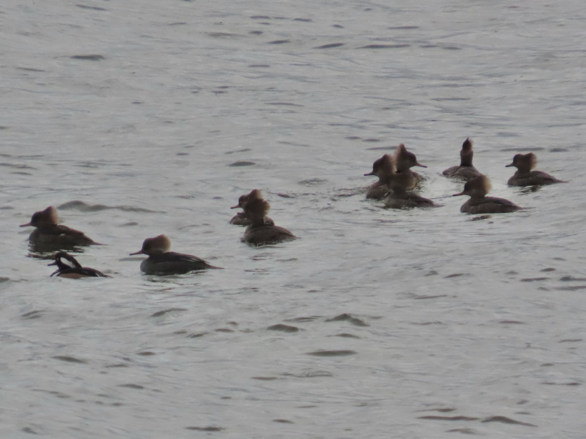 Hooded Merganser - ML646255645