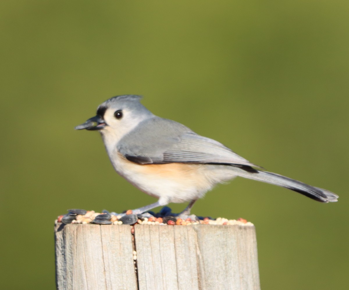 Grauhäubchenmeise - ML646255654