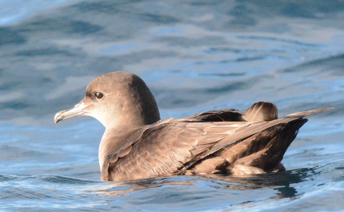 Short-tailed Shearwater - ML646255655
