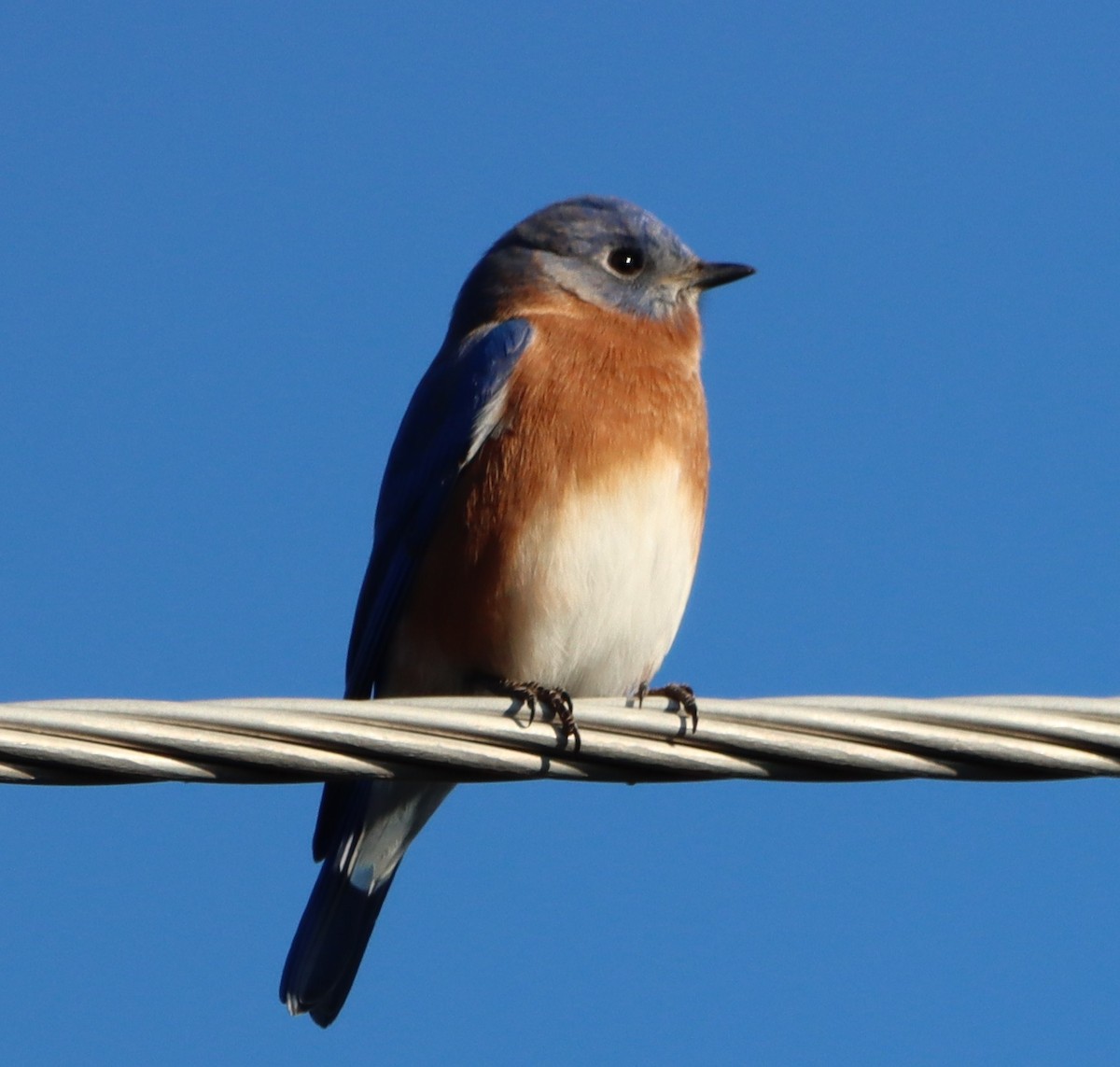 Eastern Bluebird - ML646255658