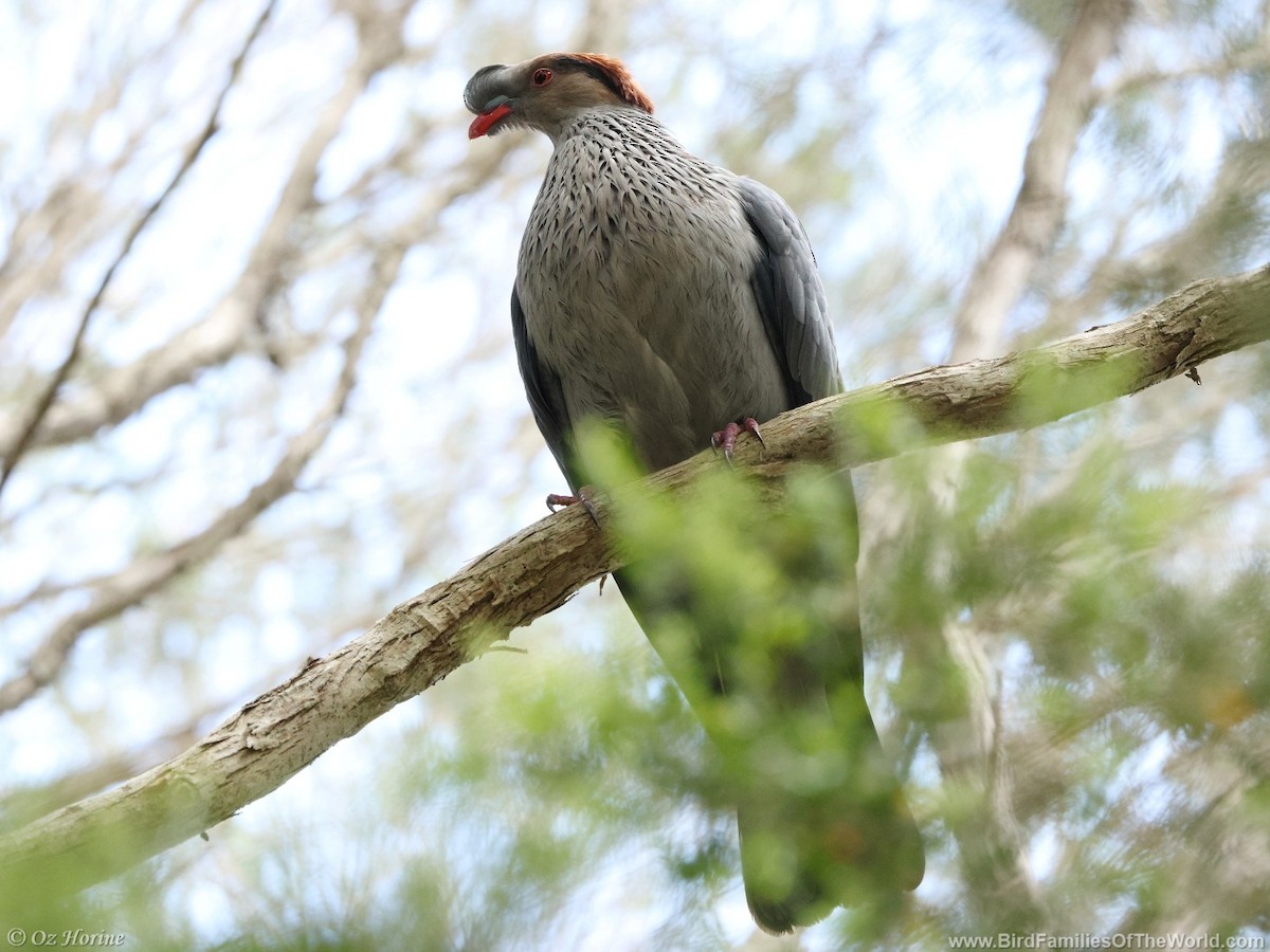 Topknot Pigeon - ML646255661