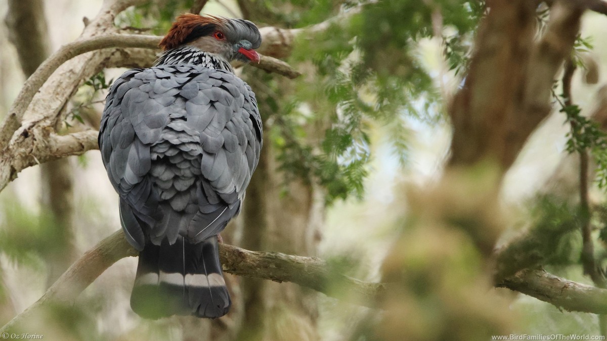 Topknot Pigeon - ML646255662